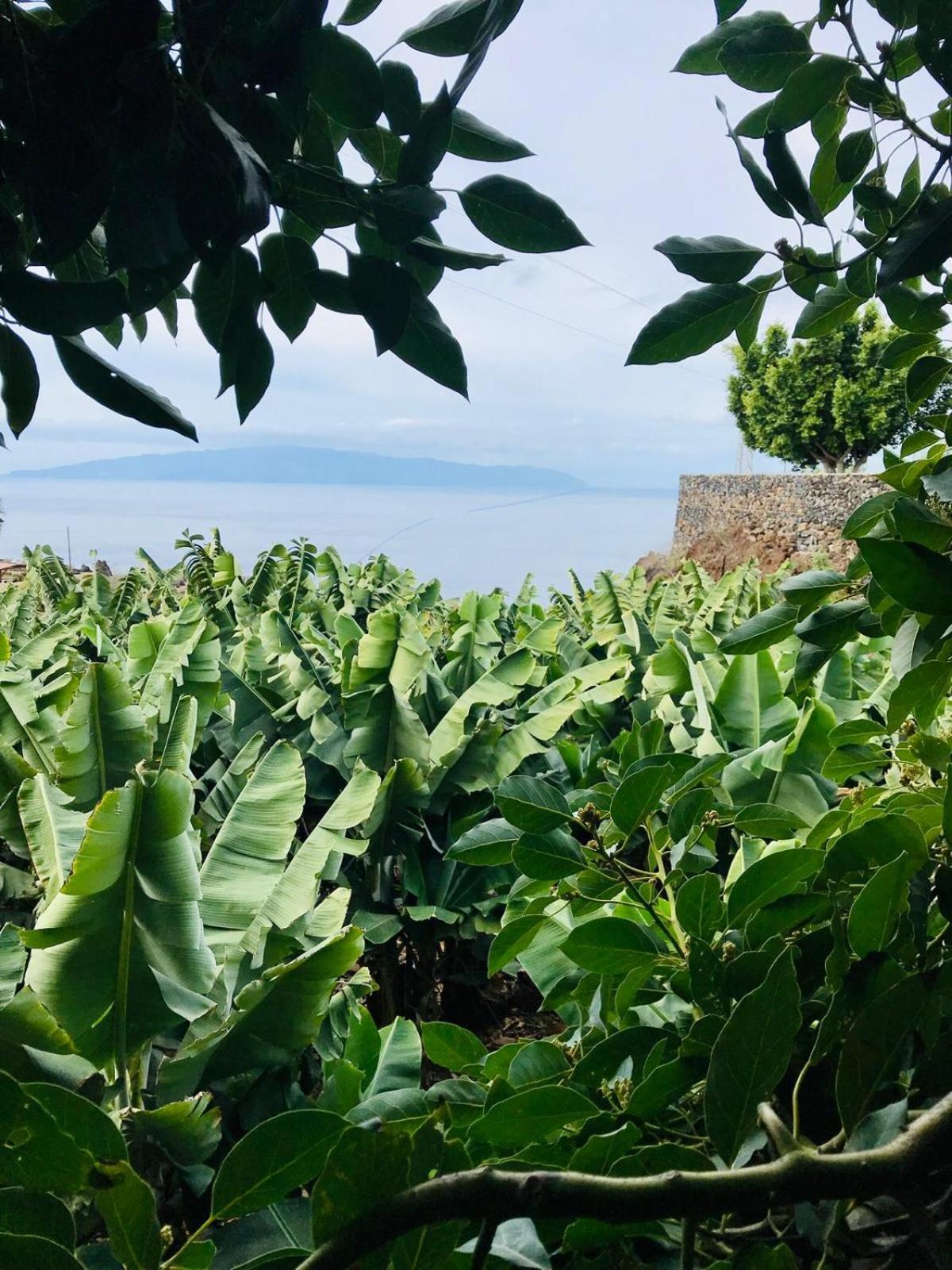 Fincaecoamaro Puerto de Santiago  Exteriér fotografie